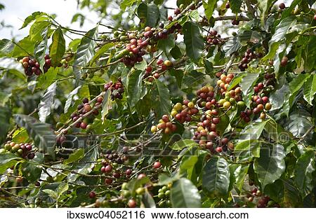 Stock Photograph - Coffee tree (Coffea), Alajuela province, Costa Rica, North America. Fotosearch