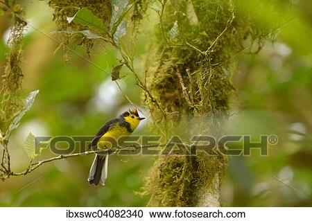 Stock Image - Collared Whitestart, also Collared Redstart (Myioborus torquatus) perched on a branch, Los Quetzales National Park, San Jose Province, Costa Rica, North America. Fotosearch