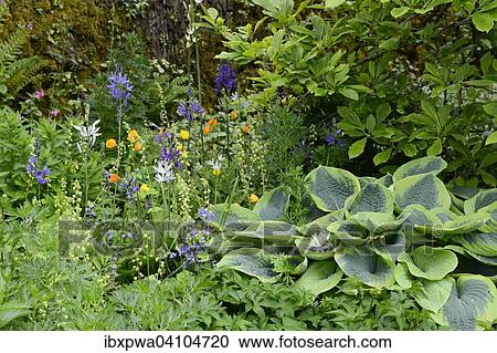 Colorful flowering in a shady garden arrangement with hostas (Hosta), Devon, United Kingdom, Europe View Large Photo Image Stock Image - Colorful flowering in a shady garden arrangement with hostas (Hosta), Devon, United Kingdom, Europe. Fotosearch