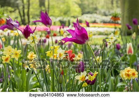 Colorful flowers in a park, Daffodils (Narcissus)(Narcissus) and tulips (tulipa), spring View Large Photo Image Stock Image - Colorful flowers in a park, Daffodils (Narcissus)(Narcissus) and tulips (tulipa), spring. Fotosearch