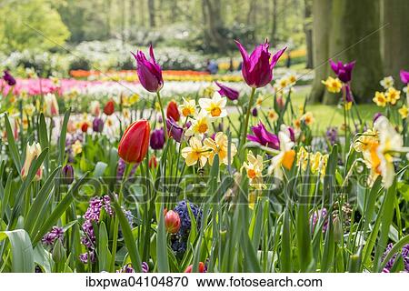 Stock Image - Colorful flowers in a park, spring. Fotosearch