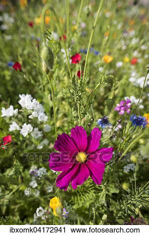 Stock Image - Colourful flower meadow, Baden-Wurttemberg, Germany, Europe. Fotosearch