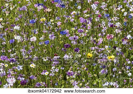 Stock Image - Colourful flower meadow, Baden-Wurttemberg, Germany, Europe. Fotosearch