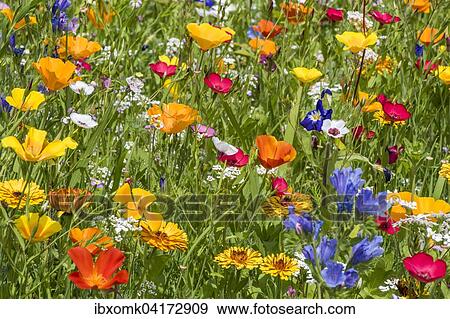 Colourful flower meadow, Baden-Wurttemberg, Germany, Europe View Large Photo Image Stock Photo - Colourful flower meadow, Baden-Wurttemberg, Germany, Europe. Fotosearch