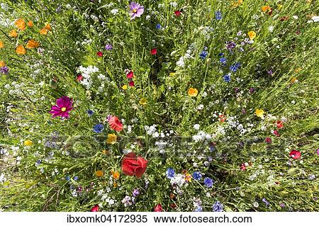 Stock Photography - Colourful flower meadow, Baden-Wurttemberg, Germany, Europe. Fotosearch