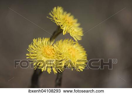Coltsfoot (Tussilago farfara), Emsland, Lower Saxony, Germany, Europe View Large Photo Image Stock Image - Coltsfoot (Tussilago farfara), Emsland, Lower Saxony, Germany, Europe. Fotosearch