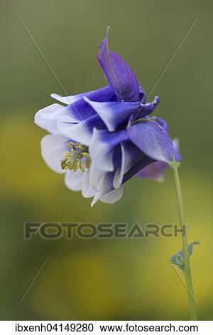 Stock Image - Columbine (Aquilegia hybrids), Emsland, Lower Saxony, Germany, Europe. Fotosearch
