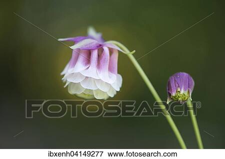 Columbine (Aquilegia hybrids), Emsland, Lower Saxony, Germany, Europe View Large Photo Image Stock Photo - Columbine (Aquilegia hybrids), Emsland, Lower Saxony, Germany, Europe. Fotosearch