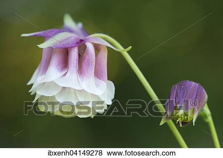 Stock Photo - Columbine (Aquilegia hybrids), Emsland, Lower Saxony, Germany, Europe. Fotosearch