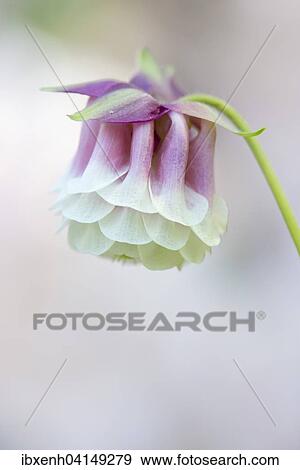 Stock Photo - Columbine (Aquilegia hybrids), Emsland, Lower Saxony, Germany, Europe. Fotosearch