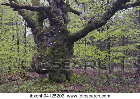 Stock Image - Common beech (Fagus sylvatica), 500 years old, Emsland, Lower Saxony, Germany, Europe. Fotosearch