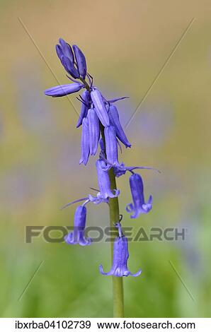 Common bluebell (Hyacinthoides non-scripta), Germany, Europe View Large Photo Image Stock Photo - Common bluebell (Hyacinthoides non-scripta), Germany, Europe. Fotosearch