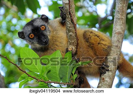 Common brown lemur (Eulemur fulvus mayottensis), Mayotte, Africa View Large Photo Image Picture - Common brown lemur (Eulemur fulvus mayottensis), Mayotte, Africa. Fotosearch