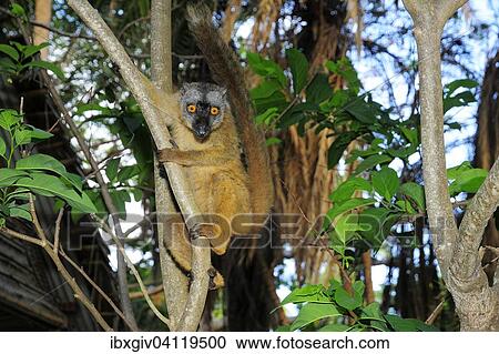 Common brown lemur (Eulemur fulvus mayottensis), Mayotte, Africa View Large Photo Image Stock Image - Common brown lemur (Eulemur fulvus mayottensis), Mayotte, Africa. Fotosearch