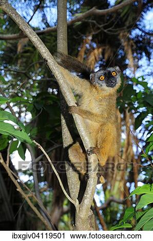 Common brown lemur (Eulemur fulvus mayottensis), Mayotte, Africa View Large Photo Image Stock Image - Common brown lemur (Eulemur fulvus mayottensis), Mayotte, Africa. Fotosearch