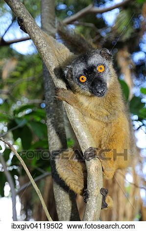 Common brown lemur (Eulemur fulvus mayottensis), Mayotte, Africa View Large Photo Image Stock Image - Common brown lemur (Eulemur fulvus mayottensis), Mayotte, Africa. Fotosearch