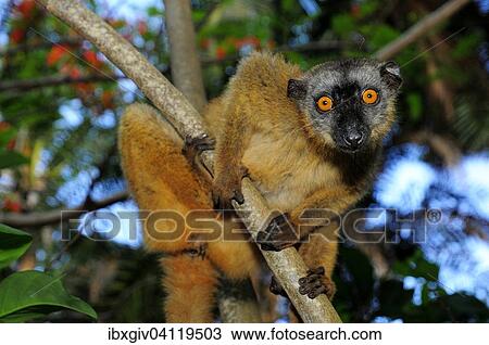 Stock Image - Common brown lemur (Eulemur fulvus mayottensis), Mayotte, Africa. Fotosearch