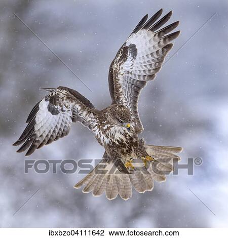 Common buzzard (Buteo buteo) in flight, in heavy snow, biosphere region Swabian Alb, Baden-Wurttemberg, Germany, Europe View Large Photo Image Stock Image - Common buzzard (Buteo buteo) in flight, in heavy snow, biosphere region Swabian Alb, Baden-Wurttemberg, Germany, Europe. Fotosearch