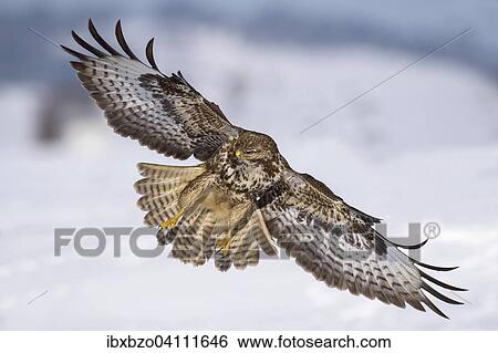 Stock Photograph - Common buzzard (Buteo buteo) in flight over a snowy landscape, Swabian Alb Biosphere Reserve, Baden-Wurttemberg, Germany, Europe. Fotosearch