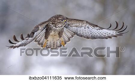 Common buzzard (Buteo buteo) in flight, biosphere region Swabian Alb, Baden-Wurttemberg, Germany, Europe View Large Photo Image Stock Photography - Common buzzard (Buteo buteo) in flight, biosphere region Swabian Alb, Baden-Wurttemberg, Germany, Europe. Fotosearch