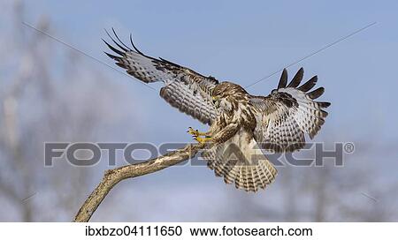 Common buzzard (Buteo buteo) landing on a branch in winter, Biosphere Reserve Swabian Alb, Baden-Wurttemberg, Germany, Europe View Large Photo Image Stock Image - Common buzzard (Buteo buteo) landing on a branch in winter, Biosphere Reserve Swabian Alb, Baden-Wurttemberg, Germany, Europe. Fotosearch