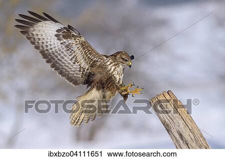 Stock Image - Common buzzard (Buteo buteo) landing on a wooden stake in winter, Biosphere Reserve Swabian Alb, Baden-Wurttemberg, Germany, Europe. Fotosearch