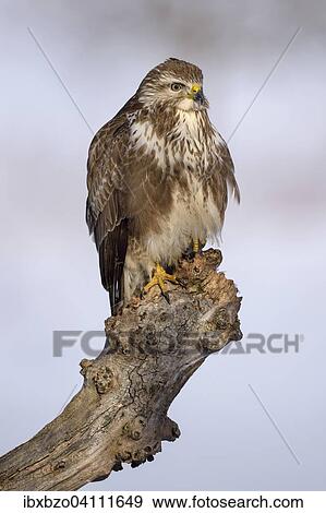 Common buzzard (Buteo buteo) resting on an old wooden stake in winter, Biosphere Reserve Swabian Alb, Baden-Wurttemberg, Germany, Europe View Large Photo Image Stock Photo - Common buzzard (Buteo buteo) resting on an old wooden stake in winter, Biosphere Reserve Swabian Alb, Baden-Wurttemberg, Germany, Europe. Fotosearch