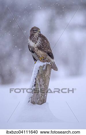 Common buzzard (Buteo buteo), resting on a wooden stake in the snow, Swabian Alb Biosphere Reserve, Baden-Wurttemberg, Germany, Europe View Large Photo Image Stock Image - Common buzzard (Buteo buteo), resting on a wooden stake in the snow, Swabian Alb Biosphere Reserve, Baden-Wurttemberg, Germany, Europe. Fotosearch