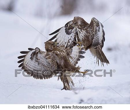 Common buzzards (Buteo buteo) fighting in the snow, Swabian Alb Biosphere Reserve, Baden-Wurttemberg, Germany, Europe View Large Photo Image Picture - Common buzzards (Buteo buteo) fighting in the snow, Swabian Alb Biosphere Reserve, Baden-Wurttemberg, Germany, Europe. Fotosearch