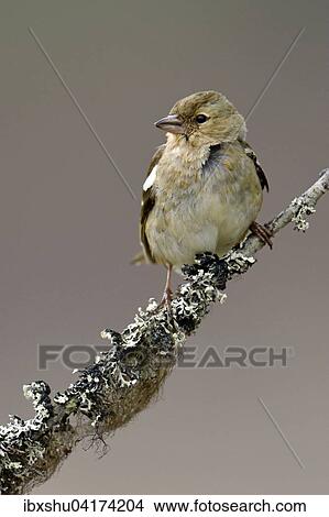 Picture - Common chaffinch (Fringilla coelebs), female sitting on branch, Hedmark, Norway, Europe. Fotosearch
