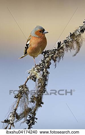 Common chaffinch (Fringilla coelebs), male sitting on branch, Hedmark, Norway, Europe View Large Photo Image Stock Image - Common chaffinch (Fringilla coelebs), male sitting on branch, Hedmark, Norway, Europe. Fotosearch