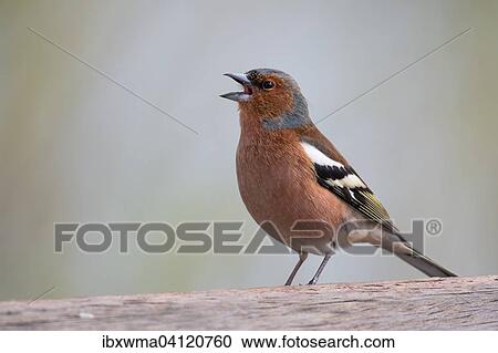 Common chaffinch (Fringilla coelebs), Hesse, Germany, Europe View Large Photo Image Stock Image - Common chaffinch (Fringilla coelebs), Hesse, Germany, Europe. Fotosearch