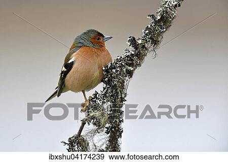 Common chaffinch (Fringilla coelebs), male sitting on branch, Hedmark, Norway, Europe View Large Photo Image Stock Photo - Common chaffinch (Fringilla coelebs), male sitting on branch, Hedmark, Norway, Europe. Fotosearch