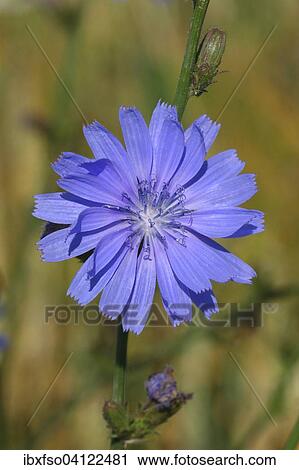 Common Chicory (Cichorium intybus) flower, Thuringia, Germany, Europe View Large Photo Image Stock Image - Common Chicory (Cichorium intybus) flower, Thuringia, Germany, Europe. Fotosearch