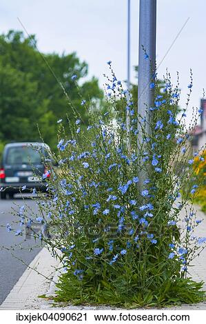Stock Image - Common Chicory (Cichorium intybus) growing at lamppost, Cottbus, Brandenburg, Germany, Europe. Fotosearch