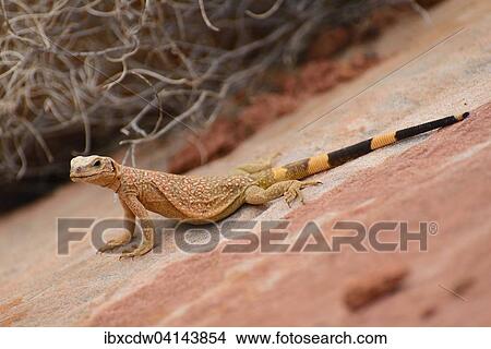 Common Chuckwalla (Sauromalus ater) on red sandstone, Valley of Fire State Park, Nevada, USA View Large Photo Image Picture - Common Chuckwalla (Sauromalus ater) on red sandstone, Valley of Fire State Park, Nevada, USA. Fotosearch