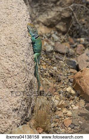 Common Collared Lizard (Crotaphytus collaris) on rock, Arizona, USA View Large Photo Image Stock Photo - Common Collared Lizard (Crotaphytus collaris) on rock, Arizona, USA. Fotosearch