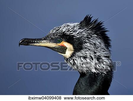 Stock Photo - Common Cormorant (Phalacrocorax carbo), Baden-Wurttemberg, Germany, Europe. Fotosearch