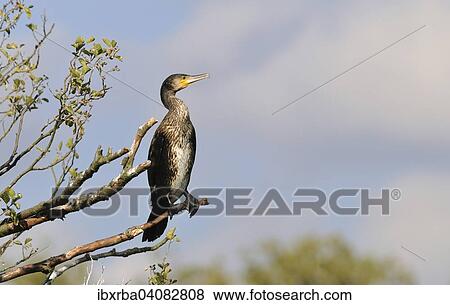 Common Cormorant (Phalacrocorax carbo) perched on a tree, Muritz National Park, Mecklenburg-Western Pomerania, Germany, Europe View Large Photo Image Stock Photo - Common Cormorant (Phalacrocorax carbo) perched on a tree, Muritz National Park, Mecklenburg-Western Pomerania, Germany, Europe. Fotosearch