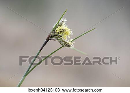 Common Cottongrass (Eriophorum angustifolium), inflorescence, Emsland, Lower Saxony, Germany, Europe View Large Photo Image Stock Image - Common Cottongrass (Eriophorum angustifolium), inflorescence, Emsland, Lower Saxony, Germany, Europe. Fotosearch