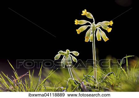 Common Cowslip (Primula veris), Hesse, Germany, Europe View Large Photo Image Stock Photo - Common Cowslip (Primula veris), Hesse, Germany, Europe. Fotosearch