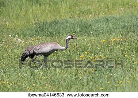 Stock Image - Common Crane (Grus grus) foraging in a meadow, Masuria, Poland, Europe. Fotosearch