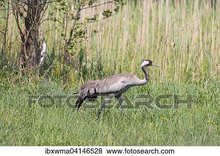Common Crane (Grus grus) foraging in a meadow, Masuria, Poland, Europe View Large Photo Image Stock Photo - Common Crane (Grus grus) foraging in a meadow, Masuria, Poland, Europe. Fotosearch