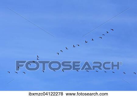 Common Cranes (Grus grus) flying in formation in the blue sky, Mecklenburg-Western Pomerania, Germany, Europe View Large Photo Image Stock Photo - Common Cranes (Grus grus) flying in formation in the blue sky, Mecklenburg-Western Pomerania, Germany, Europe. Fotosearch
