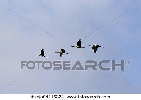 Common Cranes (Grus grus) in flight, Mecklenburg-Western Pomerania, Germany, Europe View Large Photo Image Picture - Common Cranes (Grus grus) in flight, Mecklenburg-Western Pomerania, Germany, Europe. Fotosearch