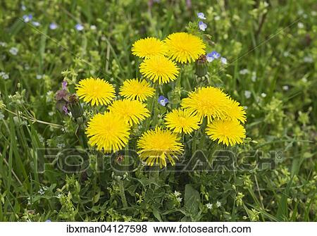 Common Dandelion (Taraxacum officinale), Burgenland, Austria, Europe View Large Photo Image Stock Photo - Common Dandelion (Taraxacum officinale), Burgenland, Austria, Europe. Fotosearch