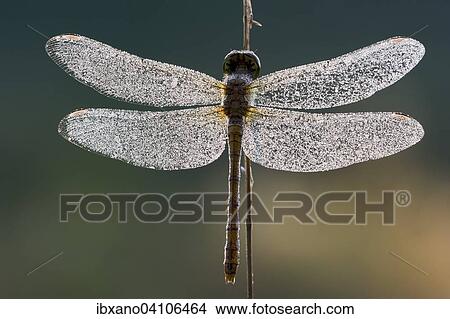 Common darter dragonfly (Sympetrum striolatum), Burgenland, Austria, Europe View Large Photo Image Picture - Common darter dragonfly (Sympetrum striolatum), Burgenland, Austria, Europe. Fotosearch