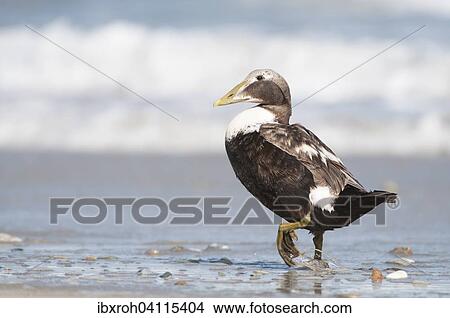 Picture - Common Eider (Somateria mollissima), young bird, North Sea, Heligoland, Schleswig-Holstein, Germany, Europe. Fotosearch