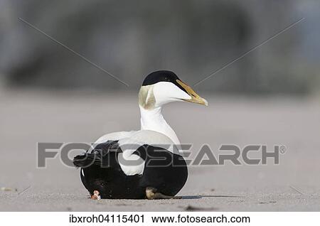 Stock Image - Common Eider (Somateria mollissima), drake, Heligoland, Schleswig-Holstein, Germany, Europe. Fotosearch