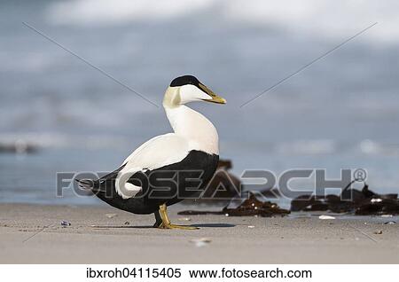 Common Eider (Somateria mollissima), drake, North Sea, Heligoland, Schleswig-Holstein, Germany, Europe View Large Photo Image Stock Photography - Common Eider (Somateria mollissima), drake, North Sea, Heligoland, Schleswig-Holstein, Germany, Europe. Fotosearch